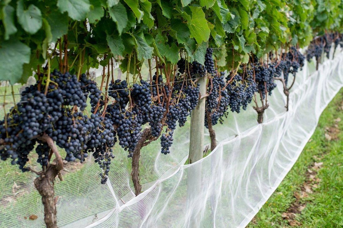 Garrafas de vinho catarinense expostas em prateleira de comércio local em Imbituba, mostrando variedade de rótulos regionais.