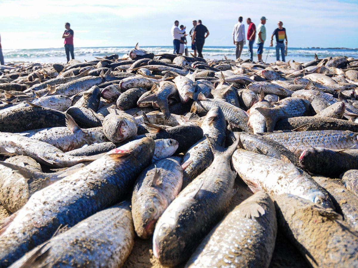 Silhuetas de pescadores artesanais puxando rede de arrasto em praia abstrata, com formas geométricas em navy e dourado sobre fundo off-white, representando a safra da tainha em Imbituba.