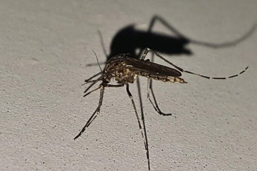 Mosquito Aedes aegypti em close, transmissor de dengue, com fundo desfocado em tons neutros.