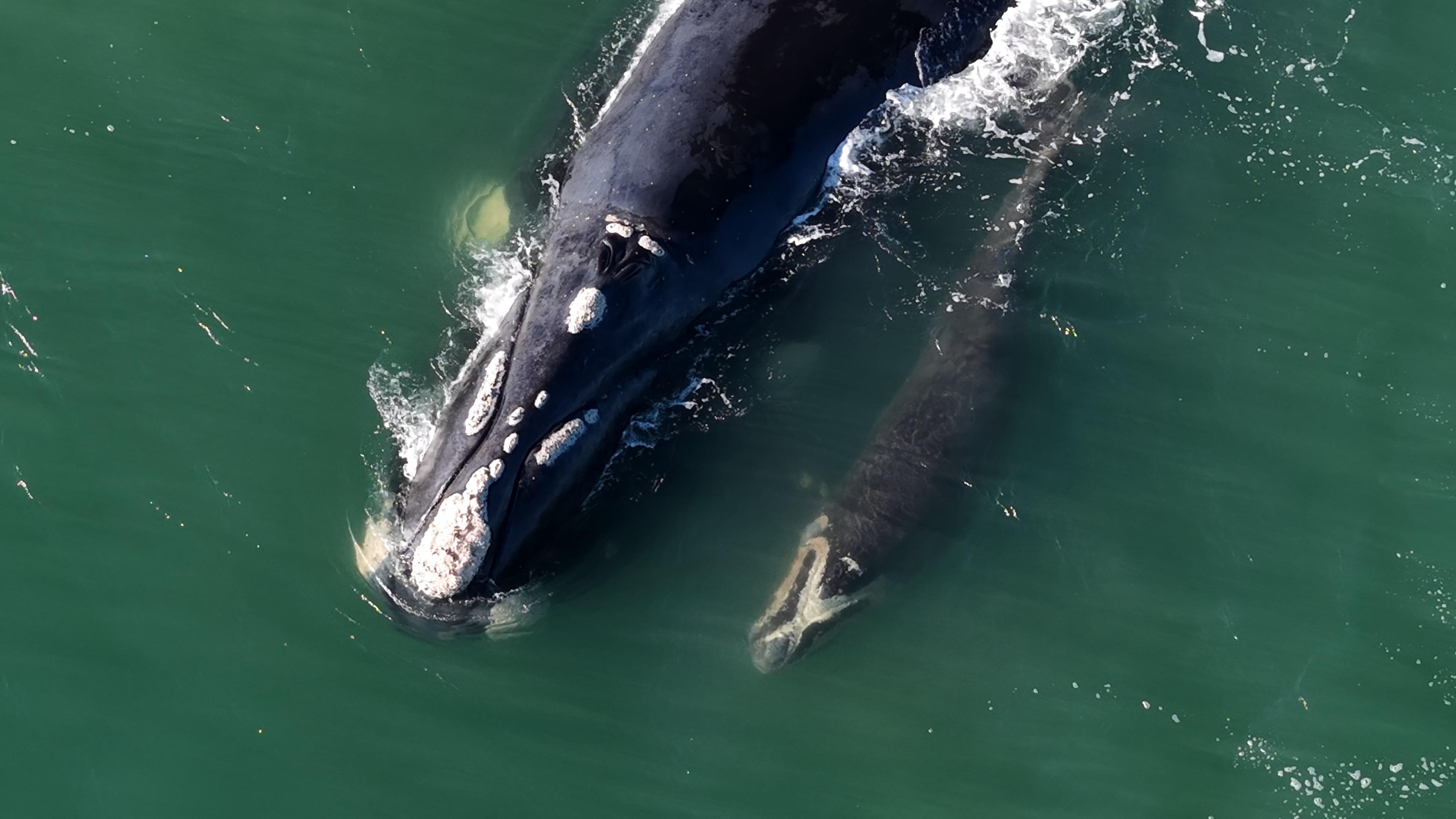 Ilustração editorial de baleia-franca adulta e filhote nadando lado a lado em águas estilizadas de Itapirubá Norte, Imbituba, com silhuetas geométricas e paleta navy, dourado e off-white.